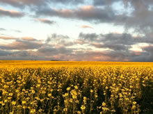 Plantação de Canola 2013