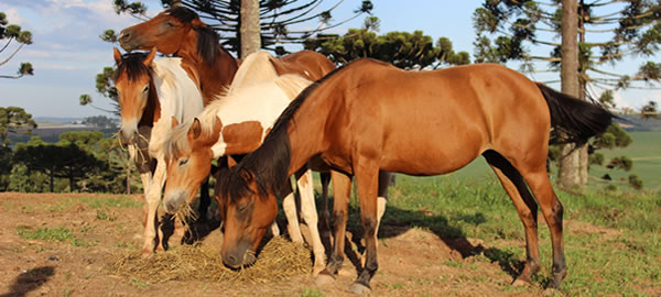 Fazenda Cantagalo